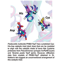 Mattoo lab crystallizes a Pasteurella multocida toxin with a novel enzymatic fold